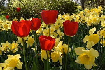 The first flowers in the garden by Claude Laprise