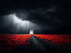 Tulpenfelder aus Feuer