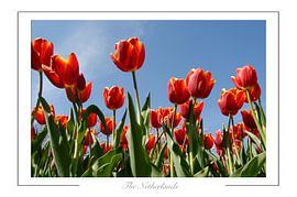 Tulpe von Richard Wareham