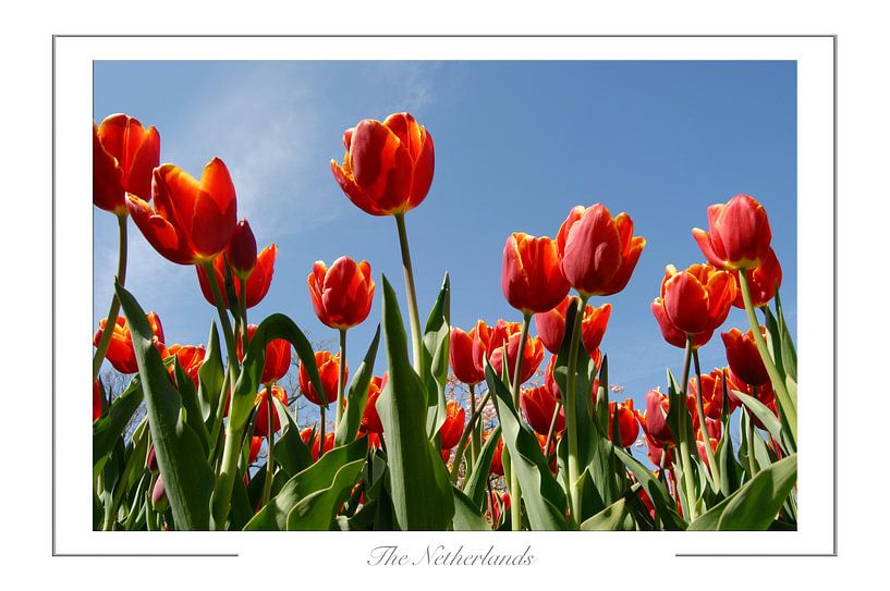 Tulip by Richard Wareham
