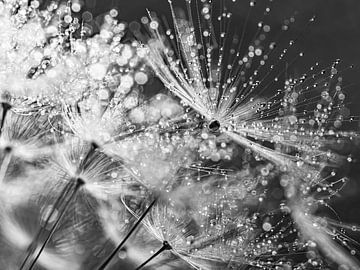 Black and white: The drops sparkle on the dandelion