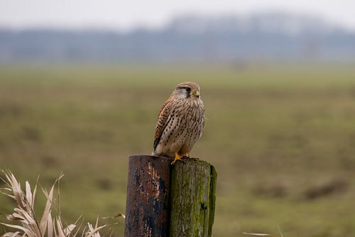 Guardian of the field