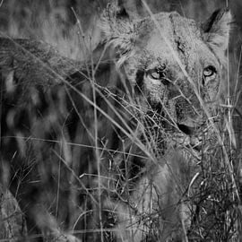 Lioness in tall grass by Arthur van Iterson