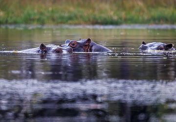 Hippos peek around, eyes right above the waterline