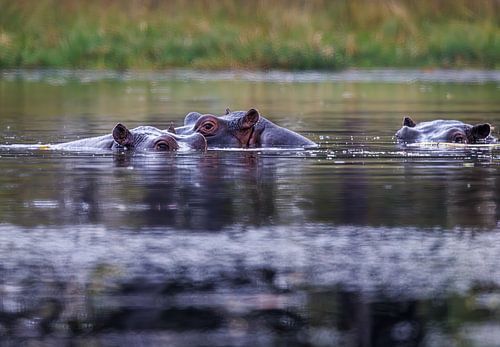 Nijlpaarden gluren rond, de ogen precies boven de waterlijn van Eddie Meijer