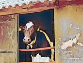 koe in de stal in kleuren van Corrie Ruijer thumbnail