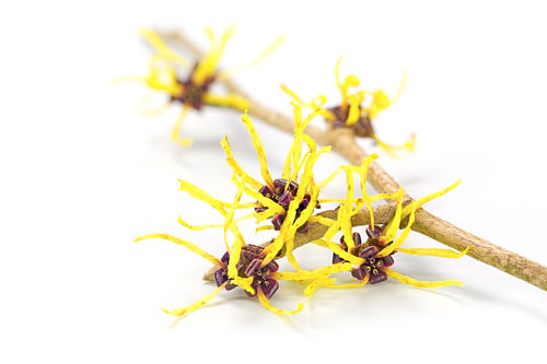 Blühender Zweig einer Zaubernuss, Heilpflanze Hamamelis, isoliert mit Schatten auf weißem Hintergrun