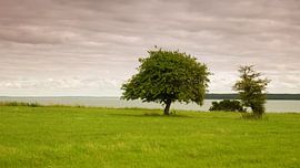 Tree by a lake