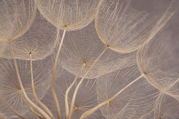 Unter einem Blätterdach aus Tragopogon von Marjolijn van den Berg