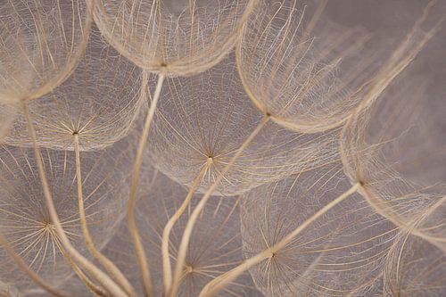 Onder een afdakje van pluisjes van een Tragopogon