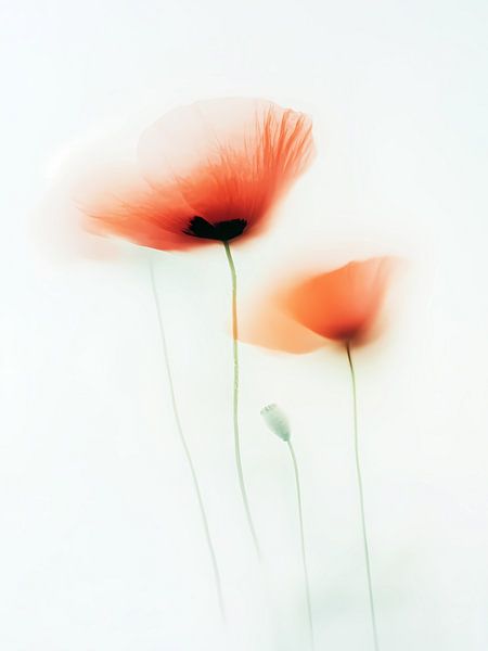 Dreamy poppies by haroulita