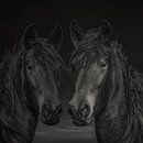 Paarden, 2 paarden in diverse kleurschakeringen van Gert Hilbink thumbnail