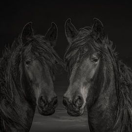 Chevaux, 2 chevaux de couleurs différentes