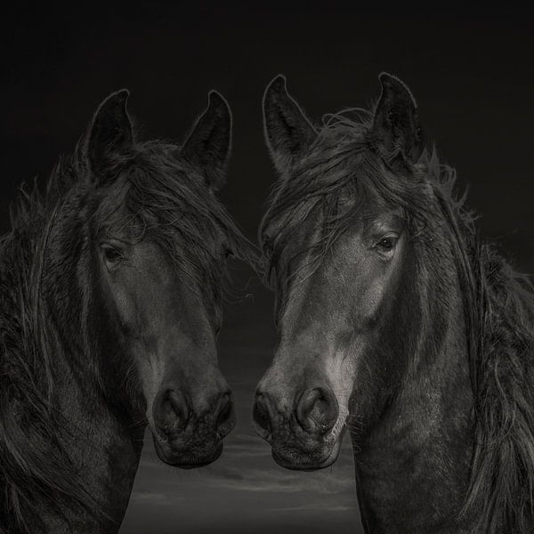 Chevaux, 2 chevaux de couleurs différentes par Gert Hilbink