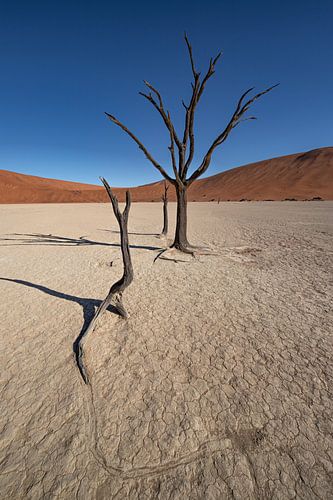 Deadvlei 6