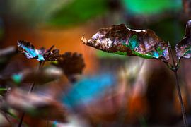 Moments d'automne
