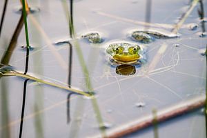Groene kikker