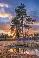 Forest edge and trees reflected in a pond at sunset, The Netherlands