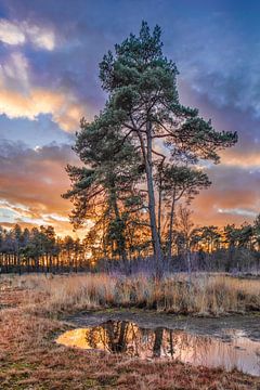 Bosrand en de bomen tot een uiting dans vijver bij zonsondergang, Nederland