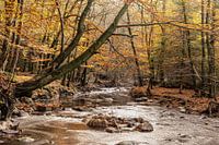 Herbst in den Ardennen