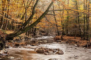 Herfst in de Ardennen