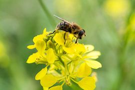 Abeille sur une fleur de colza sur Nico Buijs