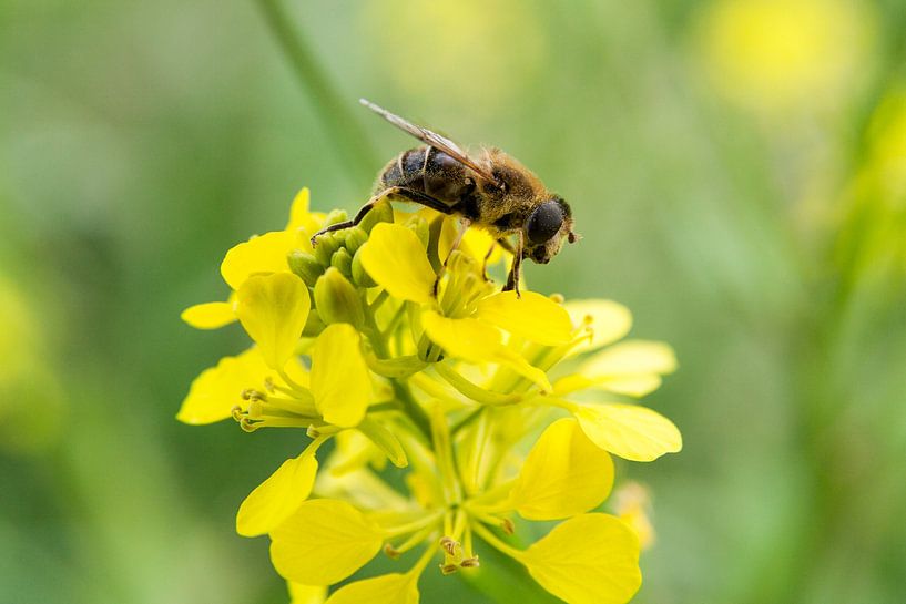 Biene auf einer Rapsblüte von Nico Buijs