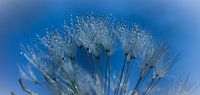 blauwe bloem