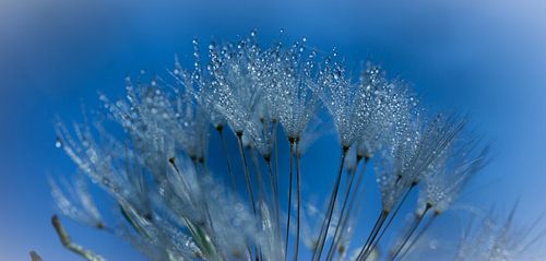 blauwe bloem