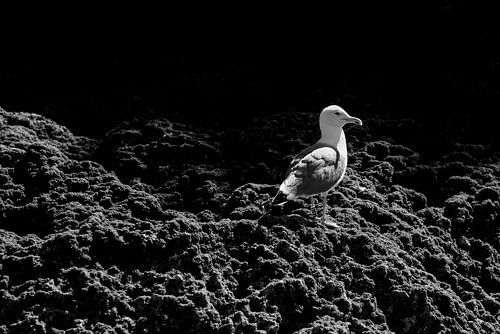 Zeemeeuw op de rotsen