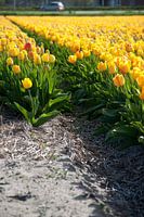 Yellow and green