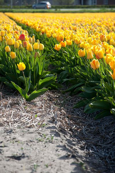 Yellow and green by Arthur Wijnen