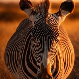 une zèbre enceinte dans la steppe au coucher du soleil sur Wouter Van der Zwan