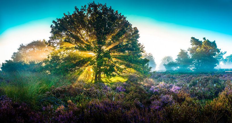 Zonsopkomst op de Sallandse heuvelrug van Martijn van Steenbergen