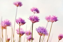 Fleur de ciboulette sur Violetta Honkisz