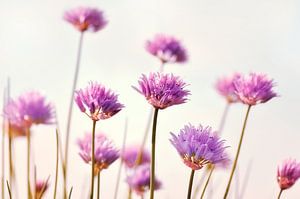 Schnittlauchblüte 