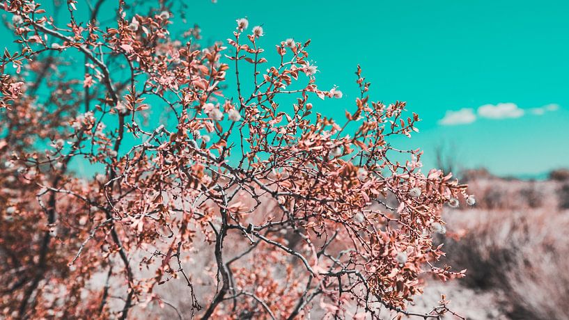 Die blühende kalifornische Wüste 22 von FotoDennis.com | Werk op de Muur