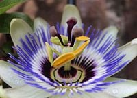 Passiebloem