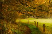 Oude houtwal op landgoed Baasdam
