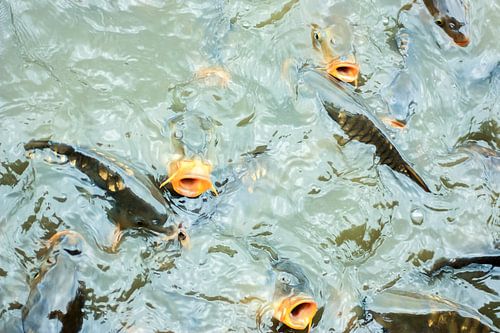 Fishy