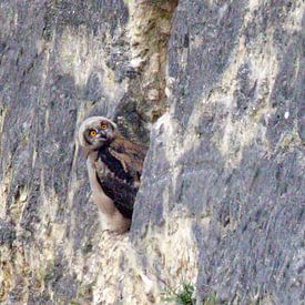 Poussin de hibou grand-duc dans la carrière ENCI sur la montagne Sint Pietersberg sur Michelle Peeters