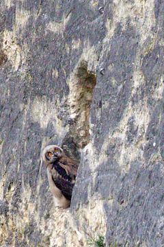 Eagle owl chick in the ENCI quarry on Sint Pietersberg mountain by Michelle Peeters