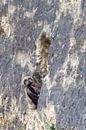 Eagle owl chick in the ENCI quarry on Sint Pietersberg mountain by Michelle Peeters thumbnail