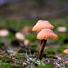 Orange/brown mushroom on brown stem by whmpictures .com