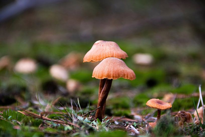 Champignon orange/brun sur tige brune par whmpictures .com