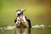 Bathing woodpecker