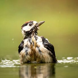 Bathing woodpecker by Erik Veltink