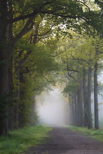Bos in Bergen op Zoom