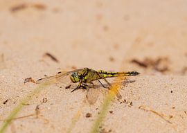 Libelle im Sand von Merijn Loch