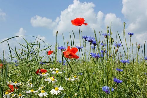Sommer von Ostsee Bilder